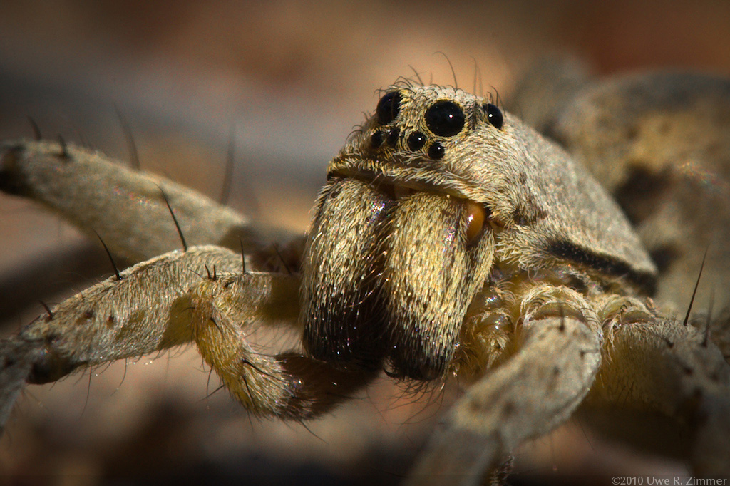 Young Wolf Spider